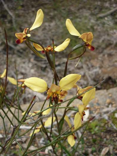 Diuris - Donkey orchid Lesmurdie-Falls-Aug-2016-167.JPG